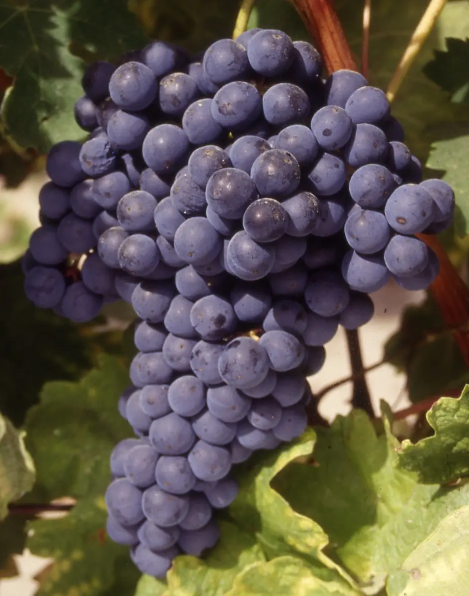 Ultimate Guide To Tempranillo