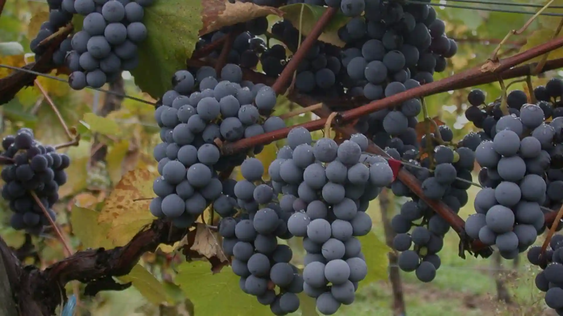 Ultimate Guide to Cariñena (Carignan)