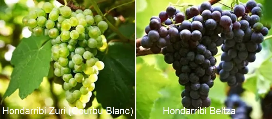 Bunches of white and red txakoli grapes